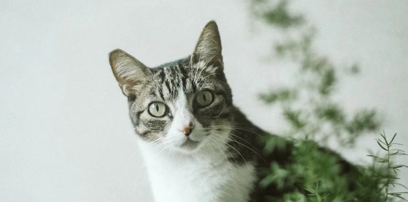 3 Tanda Kucing Liar Jatuh Cinta dengan Orang yang Memberikan Kasih Sayang, Jadi Mau Dipelihara!