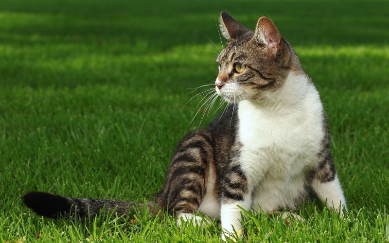 4 Penyebab Kucing Kampung Susah Gemuk, Padahal Kucing Kampung Mayoritas Pemakan Segalanya