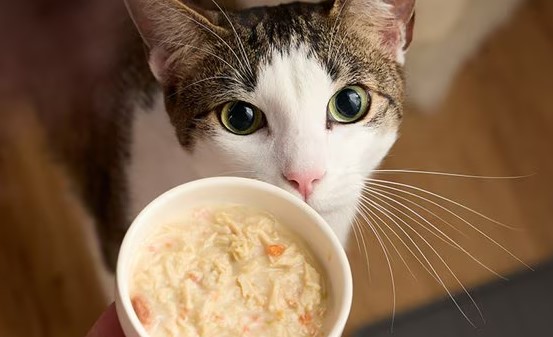 3 Dampak Buruk Memberi Makanan Kucing Basah Setiap Hari, yang Masih Jarang DIketahui!