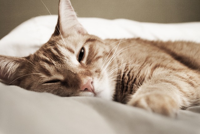 Berapa Lama Kucing Bisa Hidup? Ternyata Ini 5 Faktor yang Mempengaruhi Umur Kucing, Apa Saja?