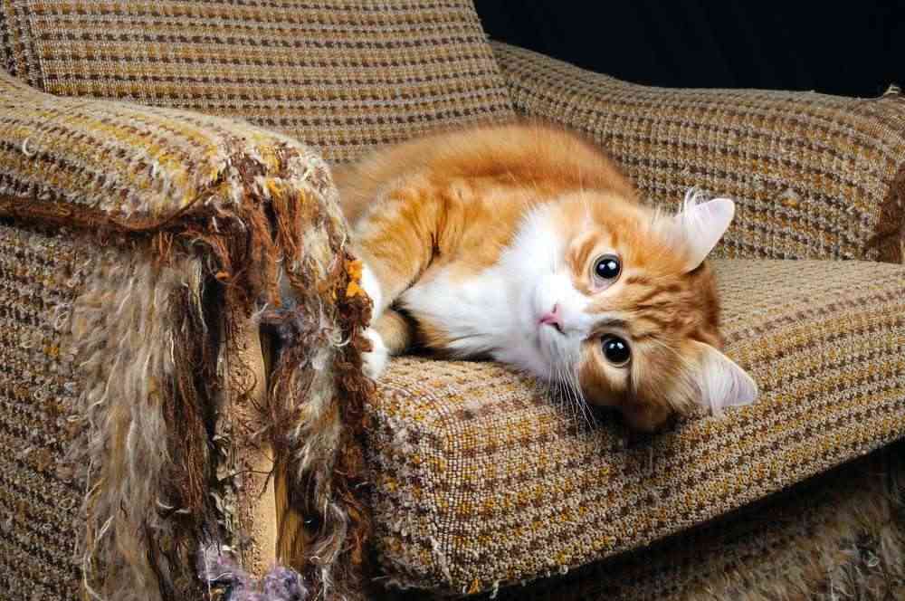 Jangan Menghukum Anabul, Inilah 4 Cara Mengatasi Kebiasaan Kucing Mencakar Sofa