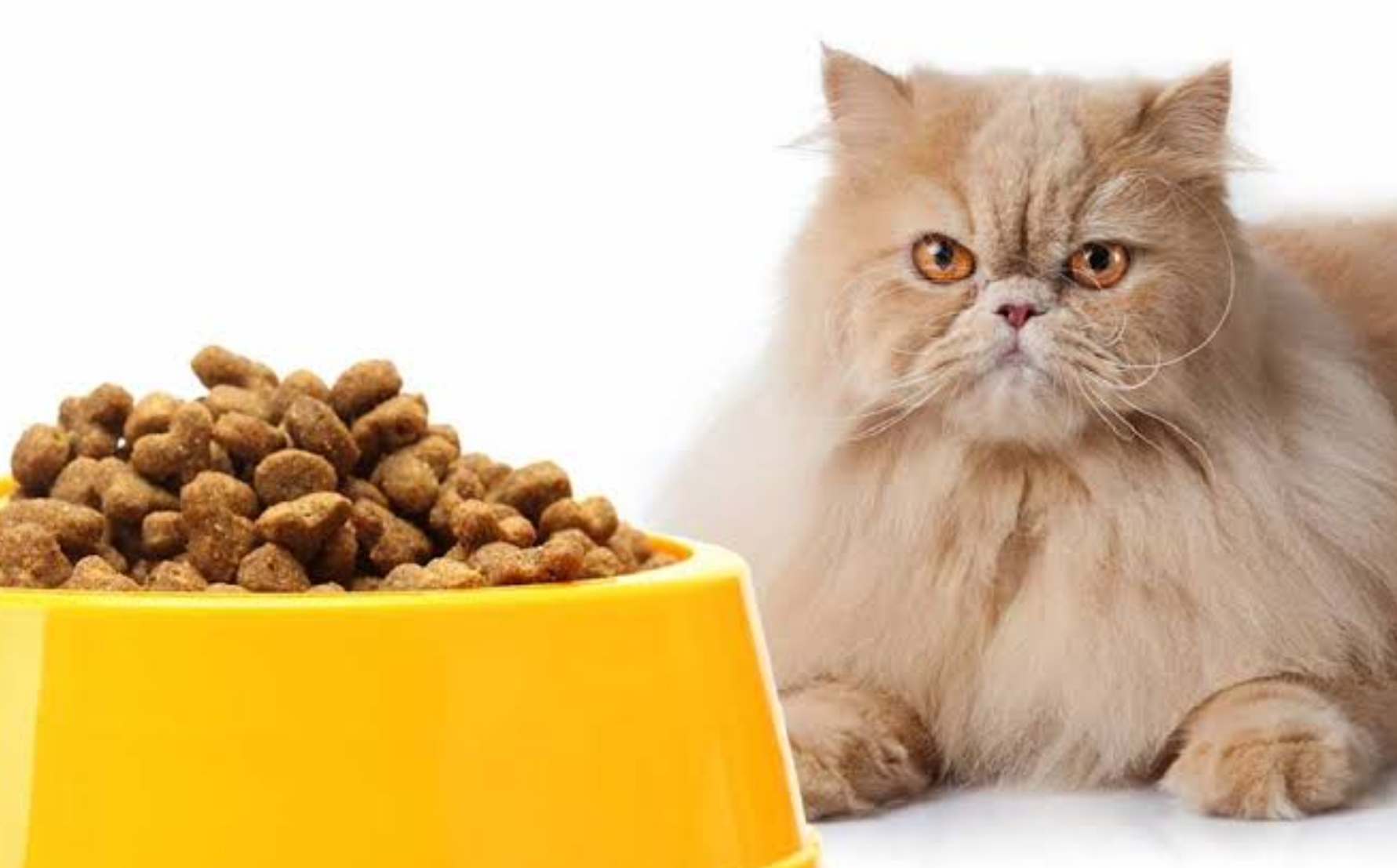 Cara Membuat Makanan Kucing Ras Sendiri, Mudah dan Murah, Bisa Pakai Agar-agar