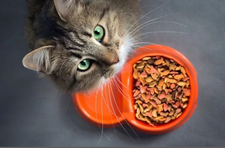 Jangan Asal Kasih Makan! Inilah 4 Cara Memilih Makanan Kucing yang Sehat