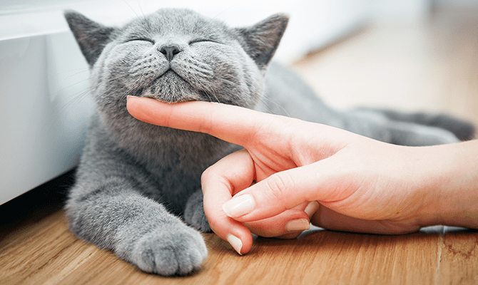 Bukan Hanya Mengeong, Pahami 6 Macam Suara Kucing yang Penuh Makna, Cat Lovers Wajib Tahu!
