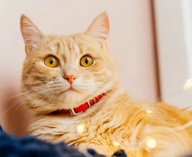 Sering Dilakukan Manusia, Apakah Kucing Suka Diberi Kalung dan Apakah Berbahaya untuk Anabul?