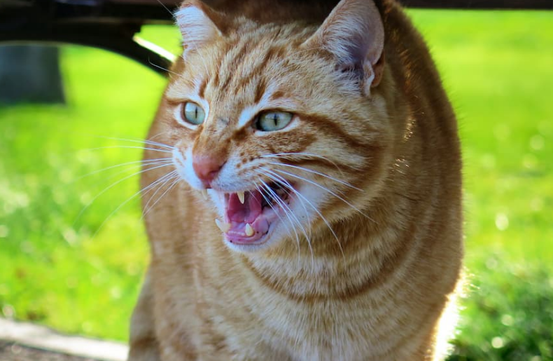 Berikut ini 5 Jenis Bahasa Tubuh Kucing Liar yang Berarti Agresi dan Perlu Diwaspadai! 
