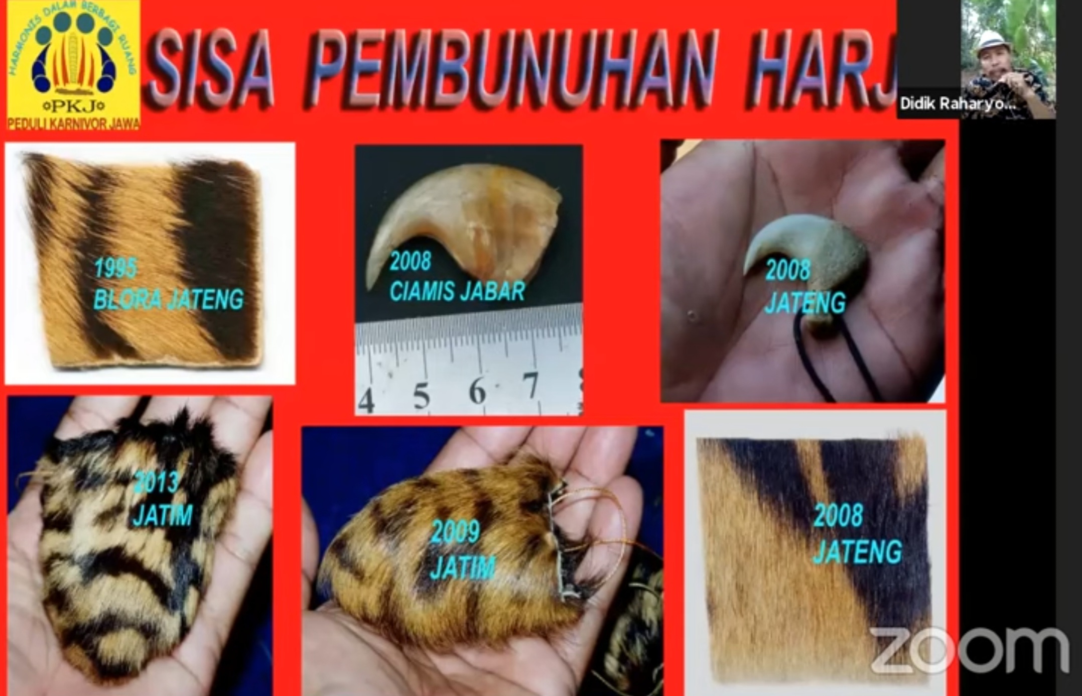 Sebelum Hasil Tes DNA, Peneliti Ini Sudah Dapat Foto Harimau Jawa Sejak Lama