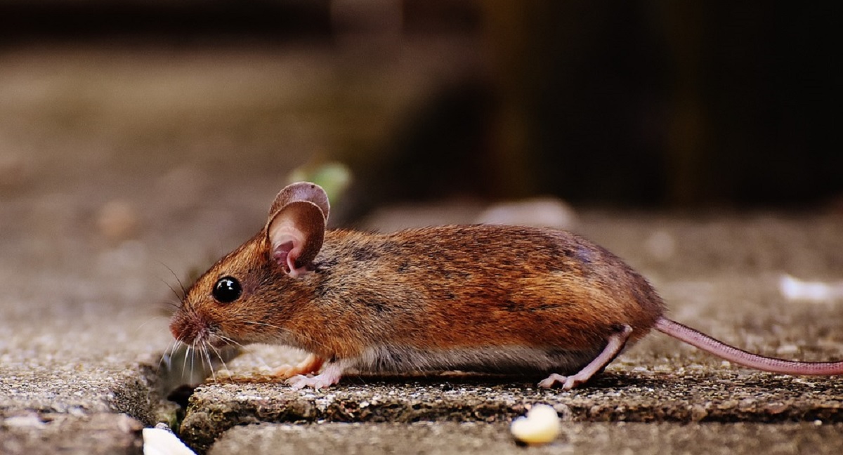 Buat Tikus Pergi Menjauh Dari Rumah, Berikut 5 Aroma Alami Yang Tidak Disukai Tikus