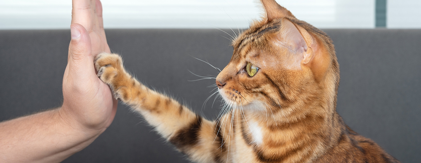 5 Cara Melatih Kucing Agar Nurut Saat Dipanggil, Ternyata Mudah Lho! Yuk Coba Lakukan Pada Anabul