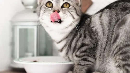 Cuma 20.000 Saja Bisa Dapat 1 Kg Makanan Kucing, Inilah 5 Merk Makanan Kucing Murah