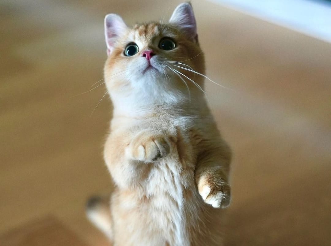 5 Cara Berkomunikasi dengan Kucing, Cukup Perhatikan Bahasa Tubuh dari Bentuk Mata dan Telinga, Begini Loh!