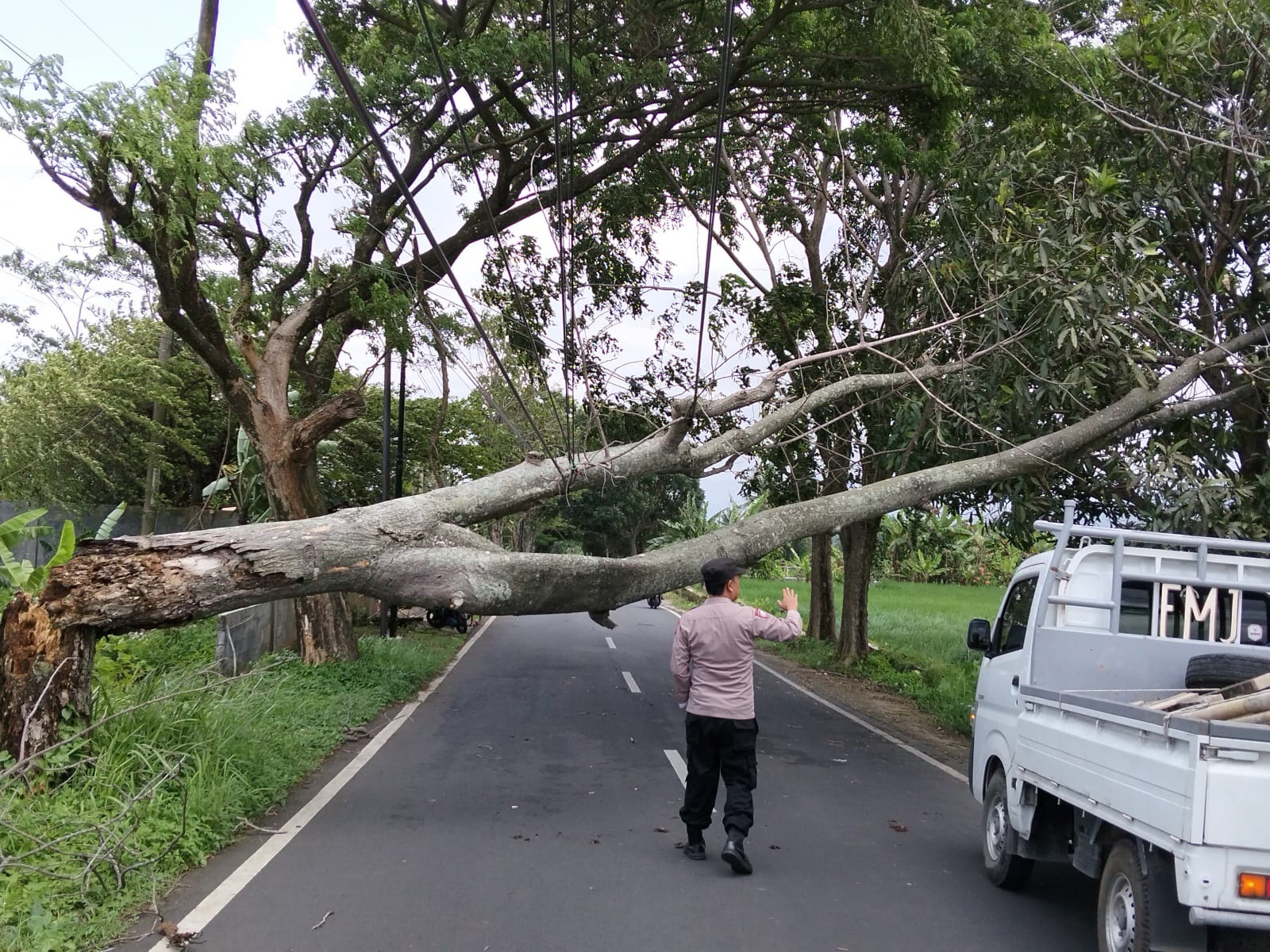 Angin Kencang Sebabkan Pohon Tumbang di Kuningan, Tersebar di 17 Titik