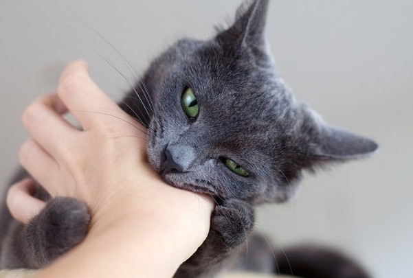 Kenapa Kucing Suka Mengigit Jari Kita? Berikut 4 Alasan yang Masih Jarang Diketahui