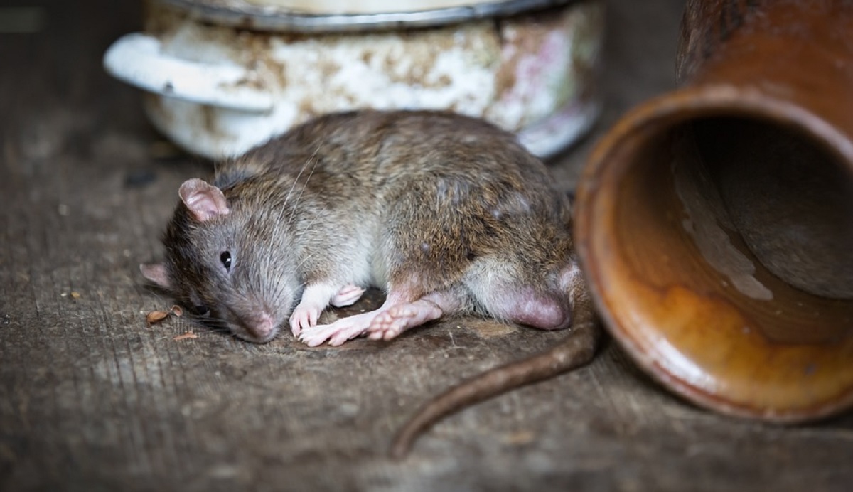 Banyak Tikus Bersarang di Rumahmu? Yuk Basmi Menggunakan 5 Bahan Dapur Yang Tidak Disukai Tikus
