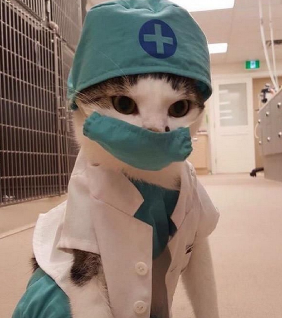 Apakah Kucing Peliharaanmu Cacingan? Ternyata Ini Ciri Kucing Cacingan dan Dampaknya