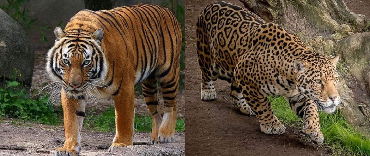 Sering Dikira Mirip, Ini Dia 5 Perbedaan Harimau Jawa dan Macan Tutul Jawa, Apa yang Membedakannya?