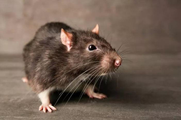Ini Dia 7 Bahan Alami Bikin Tikus Pusing dan Mampu Membunuhnya, Nomor 1 Dari Bahan Dapur, Ketahui Yu