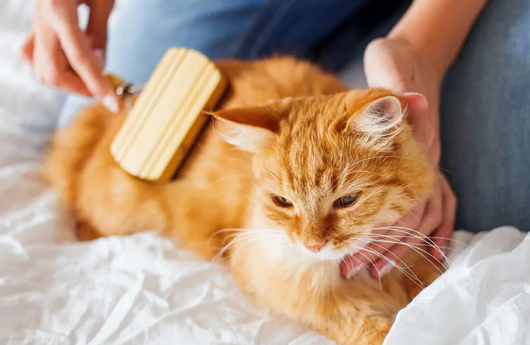 Sebelum ke Dokter Hewan, Ini 4 Cara Mengatasi Kutu Pada Kucing Paling Efektif dan Mudah