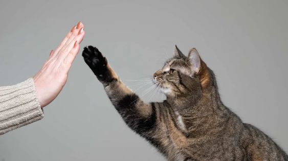 6 Cara Melatih Kucing Agar Nurut Dan Tidak Bandel, Nomor Terakhir Paling Ampuh
