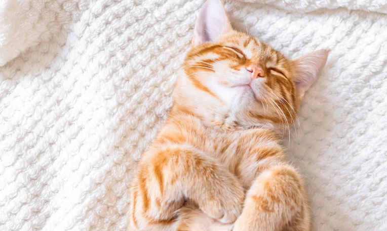 Ternyata Sederhana, Berikut adalah 4 Tempat Tidur Favorit Kucing Kampung yang Perlu Kamu Ketahui!