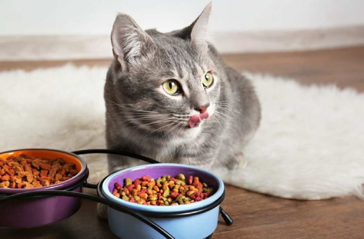Apakah Mengkonsumsi Makanan Kucing di Perbolehkan Bagi Manusia? Ternyata Boleh Asalkan