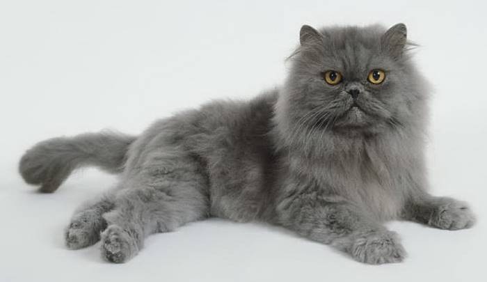 Membangkitkan Semangat! Inilah 5 Cara Menghibur Kucing Sedang Sedih Bikin Kucing Merasa Disayang
