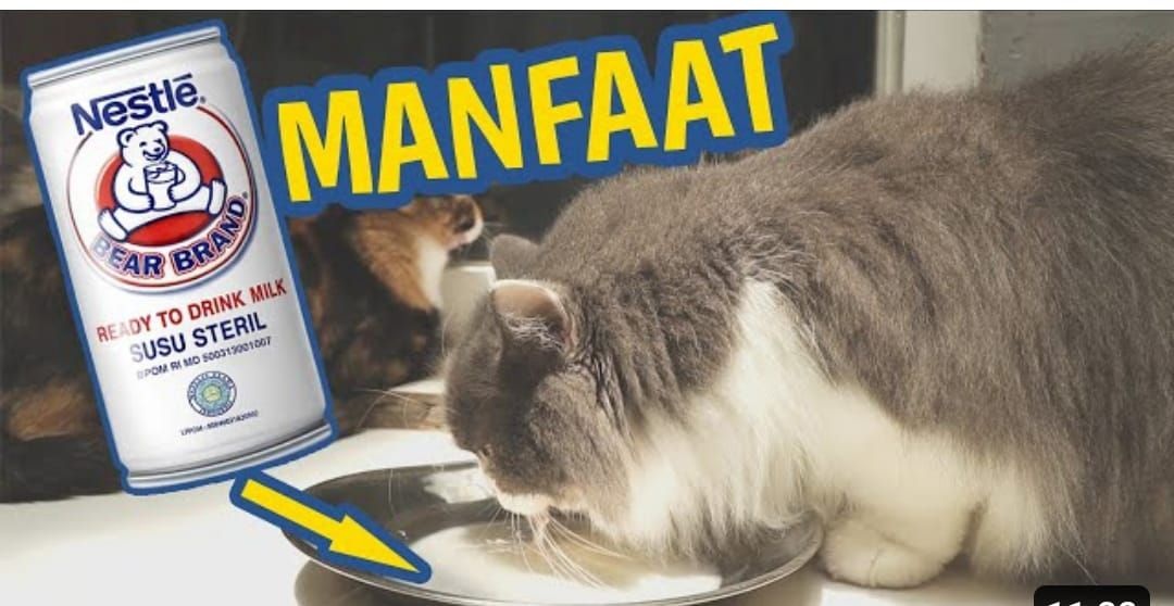 Apakah Kucing Bisa Minum Susu Beruang? Inilah 3 Manfaat Susu Beruang Untuk Kitten Kesayangan