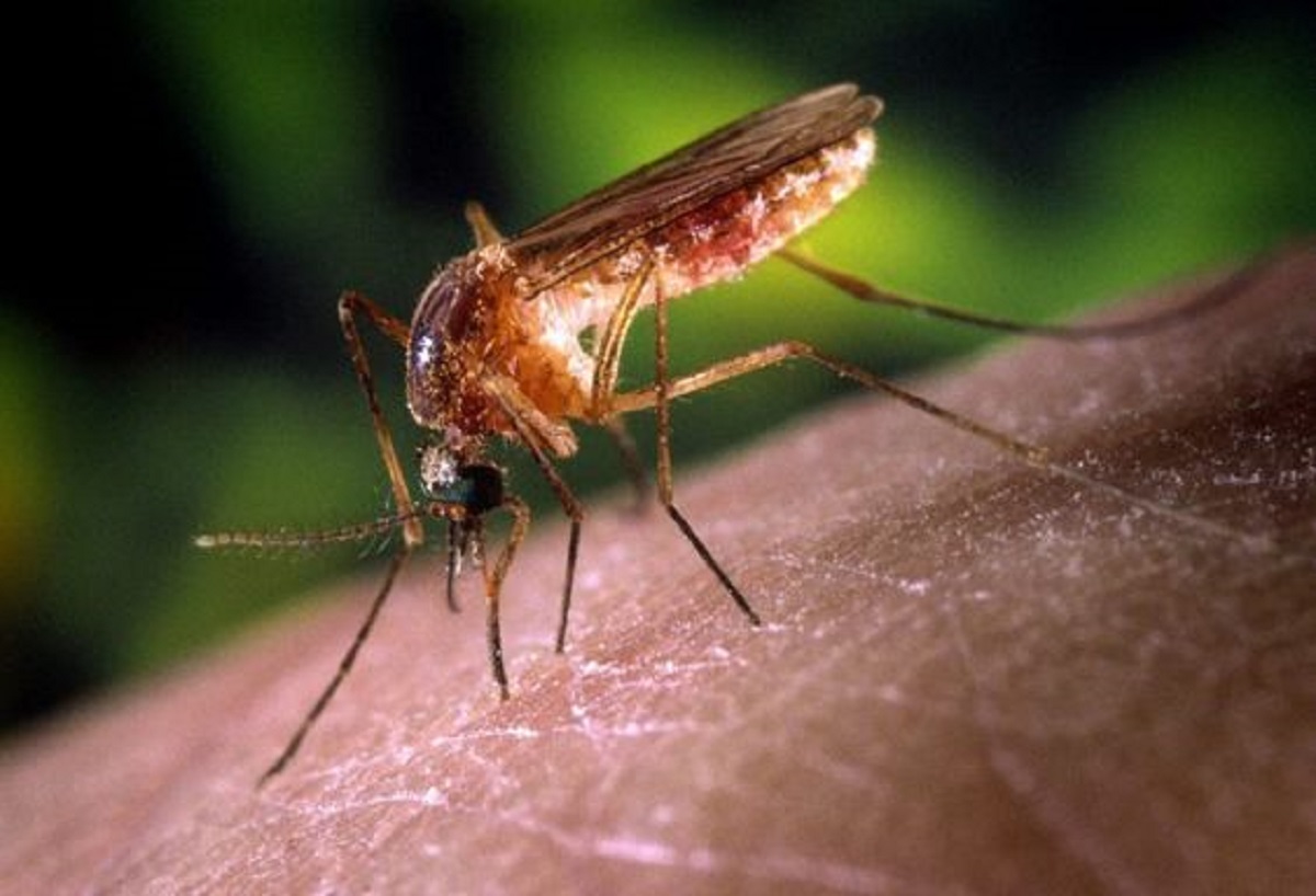 Cegah Demam Berdarah, Inilah 5 Cara Mengusir Nyamuk Pengganggu dari Rumah dengan Alami; 99 Persen Ampuh!