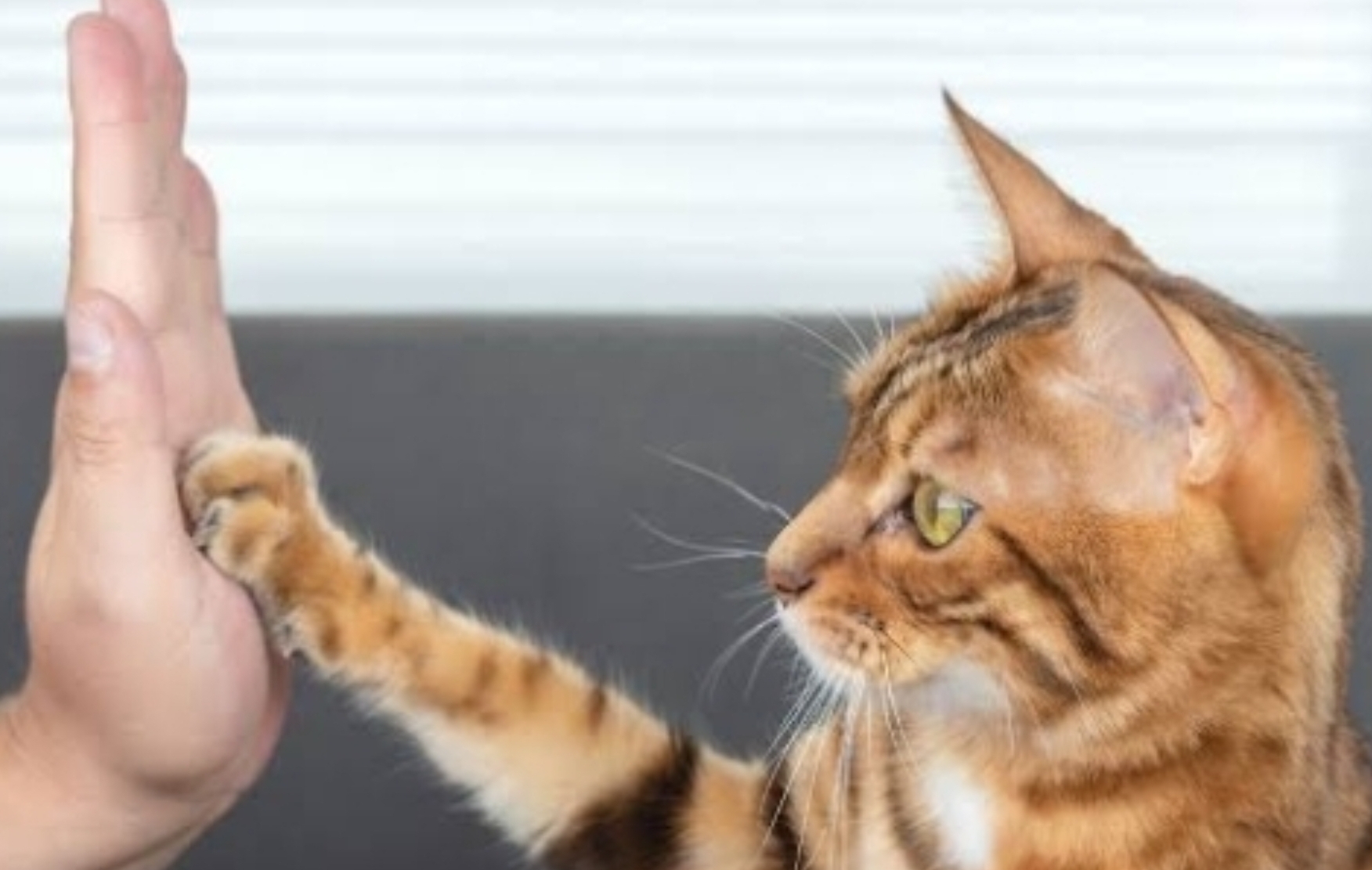 6 Cara Berkomunikasi dengan Kucing di Rumah, Pelajari Hal Sederhana Ini untuk Mengerti Bahasa Tubuh Anabul