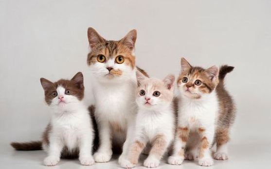 Mengungkap Fakta Tersembunyi Di Balik Kelembutan Bulu Kucing! Ternyata Inilah 7 Manfaat Bulu Kucing 