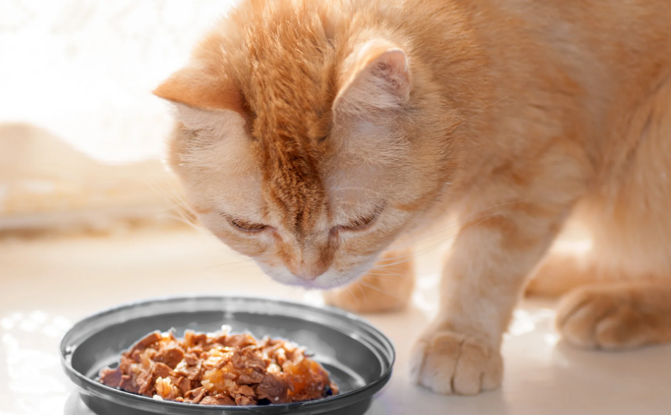 Bagus Untuk Kulit dan Bulu Kucing! Berikut Resep dan Cara Masak Makanan Kucing Sendiri