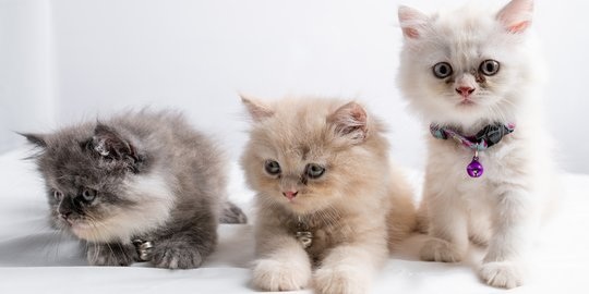 5 Jenis Kucing Peliharaan Untuk Edukasi Anak, Agar Memiliki Karakter Disiplin, Tanggungjawab dan Penyayang