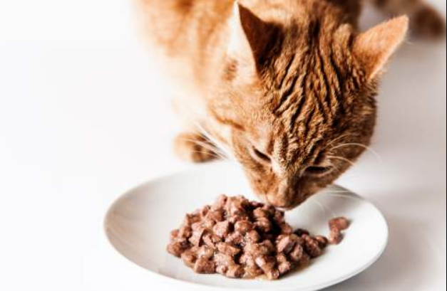 3 Resep Membuat Makanan Kucing Kering Sendiri di Rumah Tanpa Oven, Bikin Anabul Nagih!
