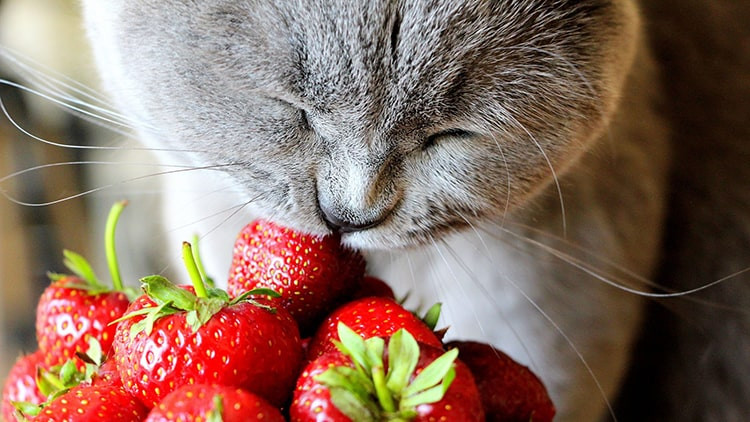 Bolehkah Kucing Makan Buah? Berikut Daftar Buah yang Aman Dikonsumsi Oleh Kucing 