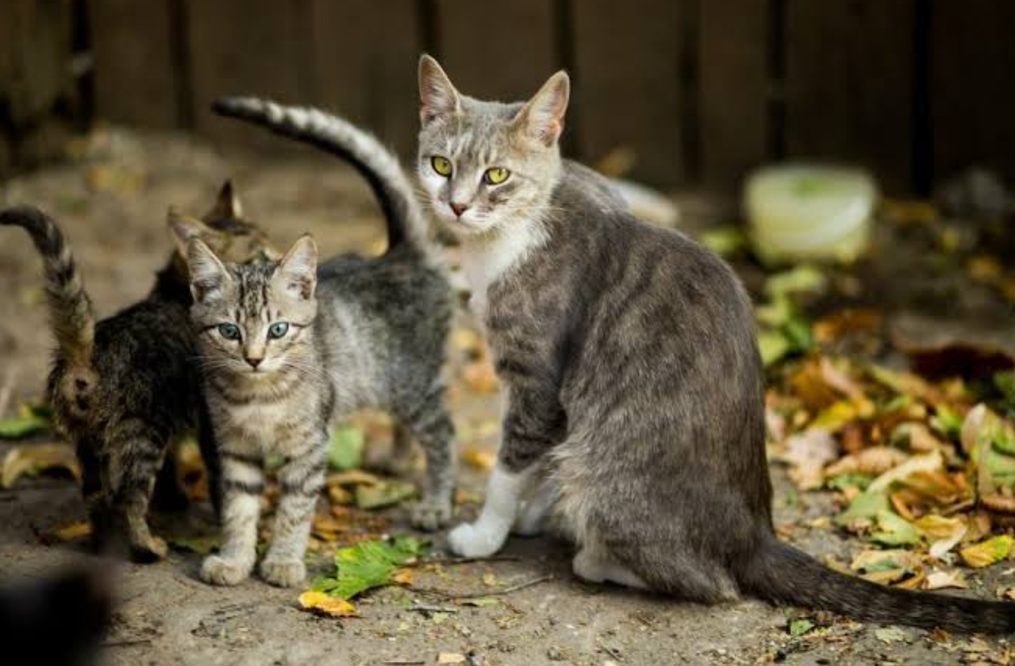 Cara Mengusir Kucing Kampung yang Sering Berak Sembarangan, Ini Bahaya Buat Lingkungan Rumah