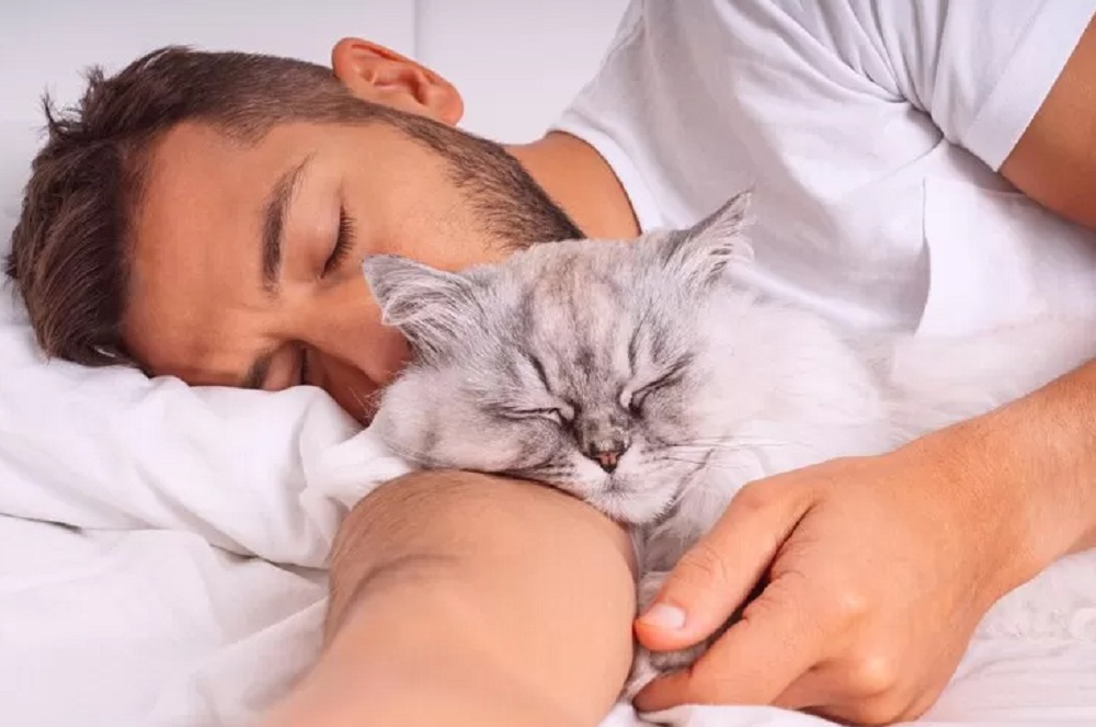 5 Cara Merayu Kucing Agar Bobo Bareng Bersamamu, Pecinta Kucing Wajib Simak!