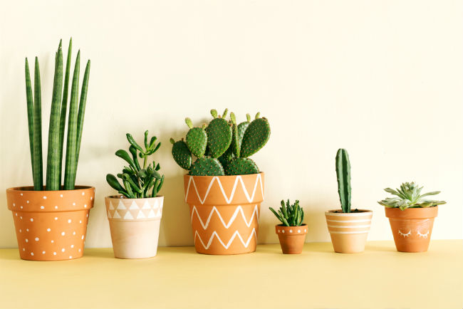 5 Tips Merawat Tanaman Kaktus di Dalam Ruangan, Agar Tumbuh dengan Baik dan Tidak Mudah Mati