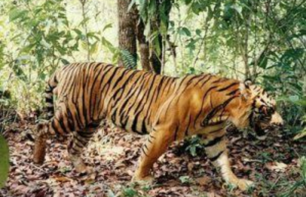 Ungkap 4 Penelitian Terbaru Harimau Jawa! Apakah Belum Punah dan Masih Berkeliaran Hingga Sekarang?