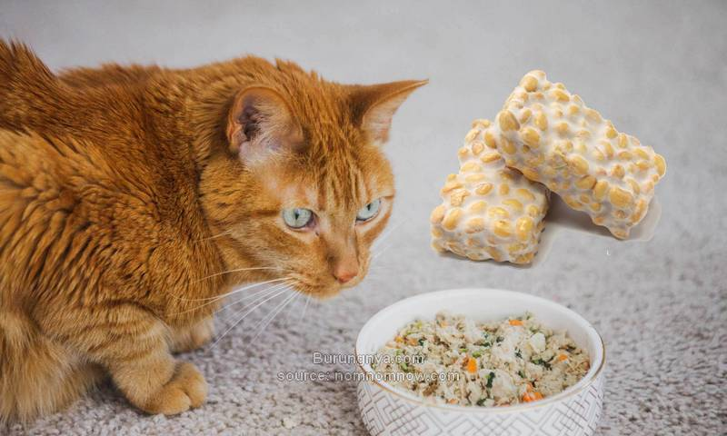 Cara Mudah Mengolah Makanan Kucing dari Tempe dan Telur, Sehat dan Lezat!