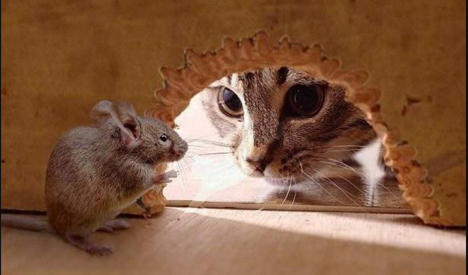 Hama Takut Padanya! Tahukah Kamu Kenapa Kucing Suka Berburu Tikus? Ternyata Ini 3 Alasannya
