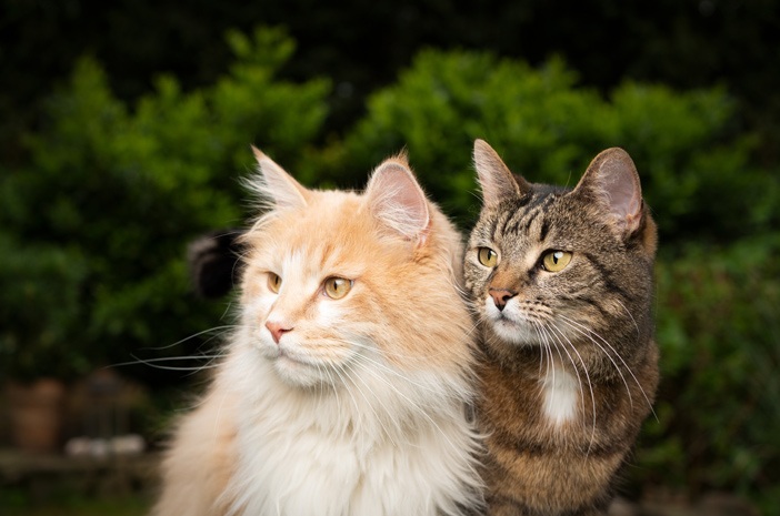Ternyata Ini 4 Fakta Kucing Liar Suka Datang ke Rumah yang Jarang Diketahui Banyak Orang!