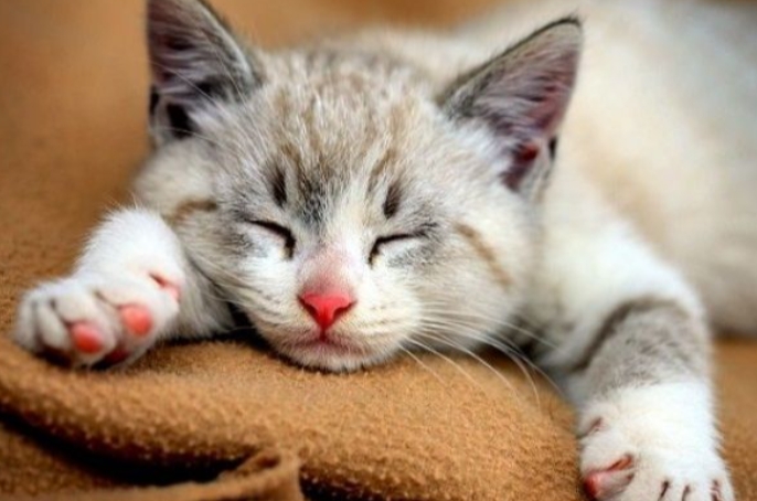 5 Ciri Kucing Terserang Penyakit; Segera Ambil Tindakan Jika Kucing Anda Mengalami ini! 