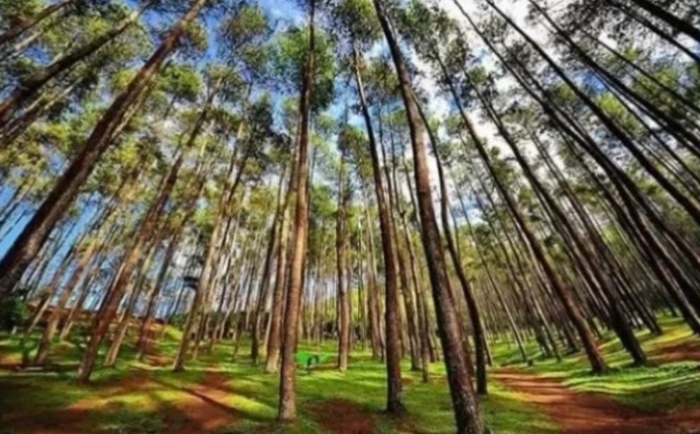 Camping Nyaman! Ini 4 Rekomendasi Wisata Hutan Pinus di Majalengka, Nomor 4 Belum Banyak yang Tahu!