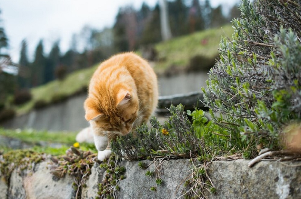 Ini Dia 4 Alasan Menarik Kenapa Kucing Makan Rumput Yang Perlu Kamu Ketahui