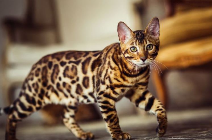 Menarik dan Eksotis, Ini 5 Ras Kucing Termahal dan Langka di Dunia, Punya Penampilan Mirip Harimau