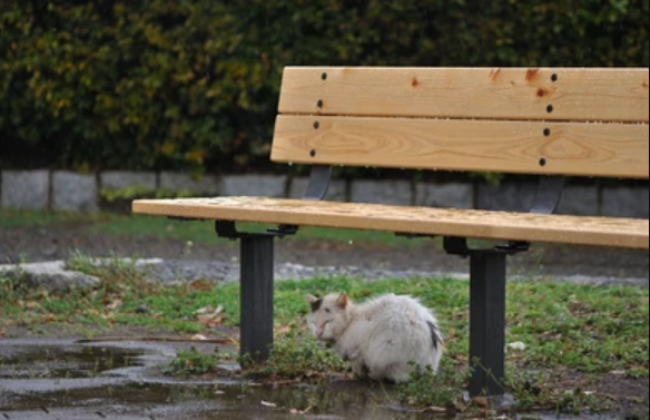 Misteri Terungkap! Ke Mana Kucing saat Banjir atau Hujan? Ternyata Inilah Tempat Berteduh Anabul