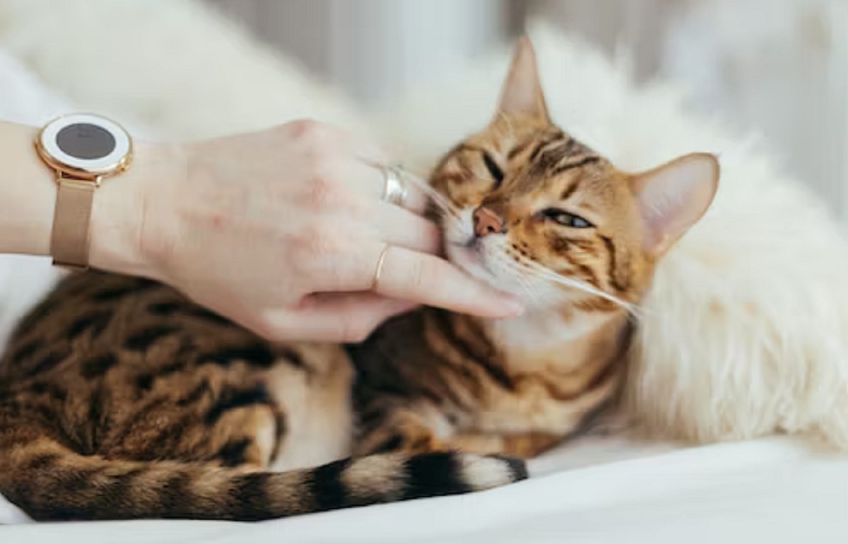 3 Manfaat Tidur Bersama Dengan Kucing Menurut Dokter Hewan, Bernakah Ada Kaitannya Dengan Kesehatan? Yuk Simak