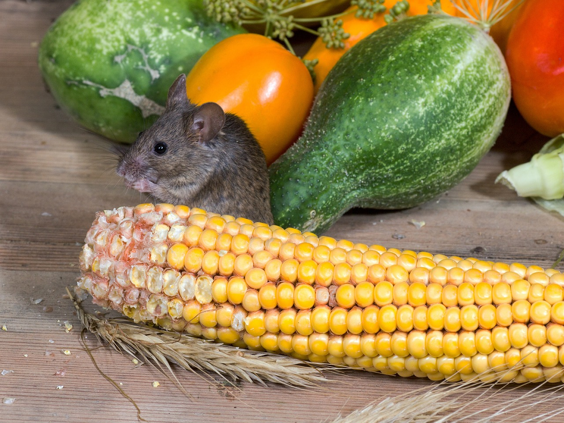 Jangan Taruh Buah Dan Sayur Ini Sembarangan! Ini Daftar Buah Dan Sayur Yang Disukai Tikus, Berikut Daftarnya