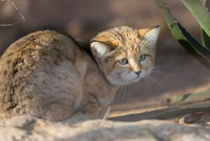Yuk Kenalan dengan Kucing Pasir Timur Tengah, Berikut 5 Fakta Menarik Tentang Anabul Gurun 