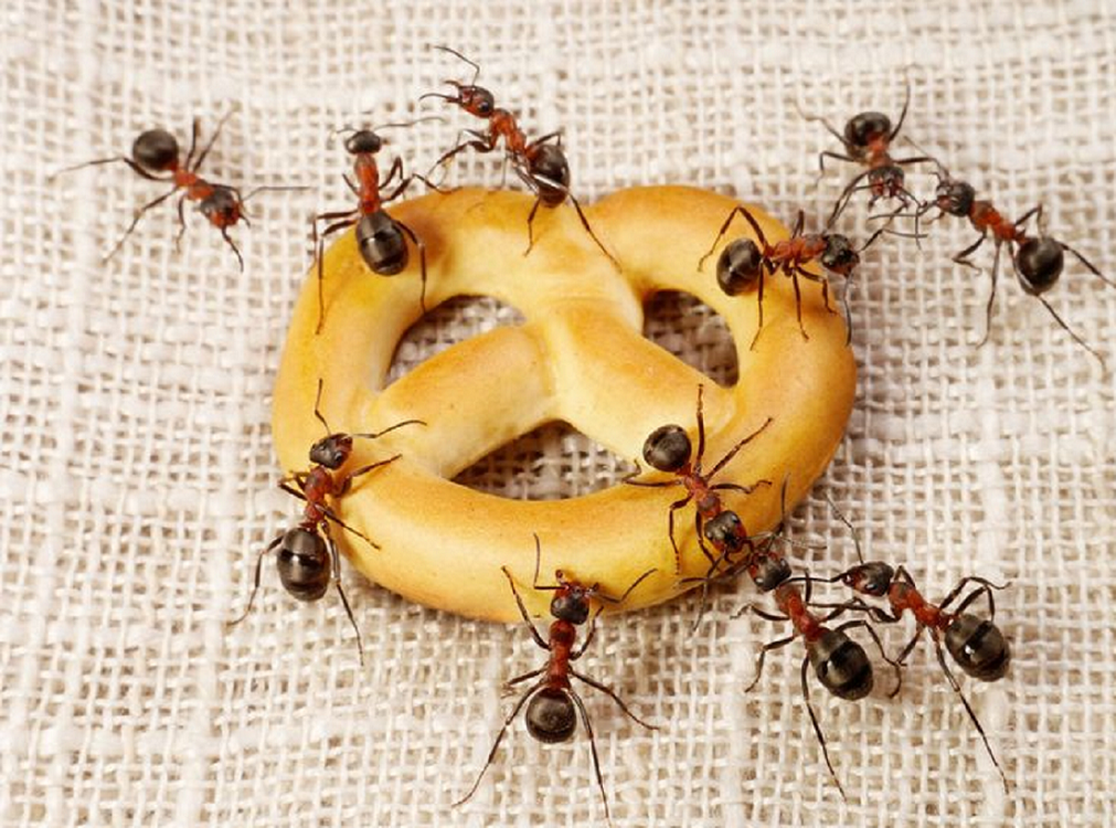 Yuk Kenali Jenis Semut yang Sering Ditemukan di Dalam dan Sekitar Rumah
